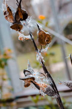 plant that have been overun with webs and cocoons