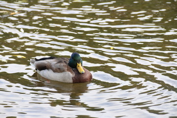 Obraz premium duck in water