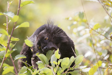 Black Moor-lemur sits in the bushes and eats leaves