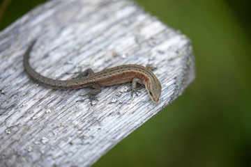 Zootoca vivipara prowling on the wooden bridge railing.