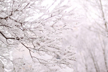 winter in a snowy city. the frost on the branches of a tree