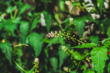 blossom ub the garden