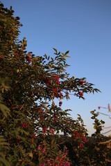 Fototapeta na wymiar Berryes in forest