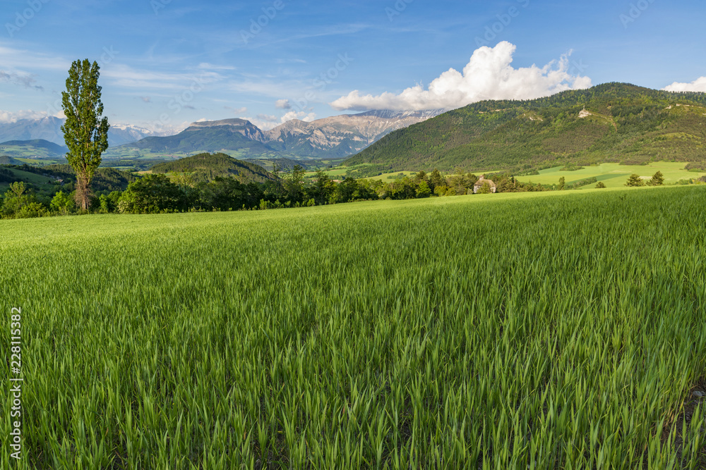 Poster wheat fild on alpine meadow.