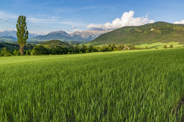 Fototapeta premium Wheat fild on alpine meadow.