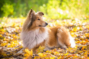 Collie dog lying down on autumn forest