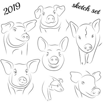 Sketch of pig. Drawing pig and pork. Pig symbol, logo, icon, Contour Design.