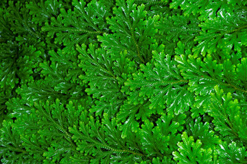 Leaves of Selaginella martensii