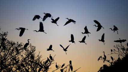 Flock of Egrets