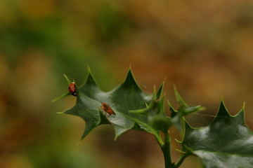 Naklejka premium Ladybug on the plant