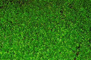 Leaves of Selaginella kraussiana