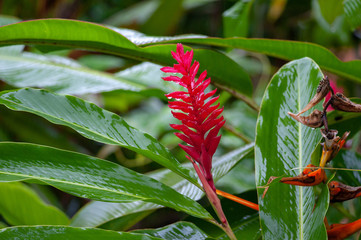 Red ginger flower in a tropical garden, Costa Rica