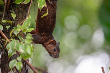 Variegated squirrel (Sciurus variegatoides) near Sarapiqui river, Costa Rica