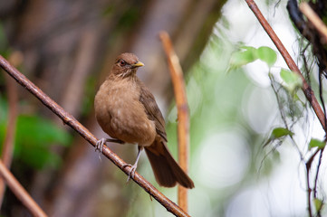 Clay-colored Thrush (Turdus grayi) in a tropical garden, Costa Rica