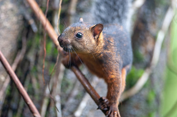 Variegated squirrel (Sciurus variegatoides) near Sarapiqui river, Costa Rica