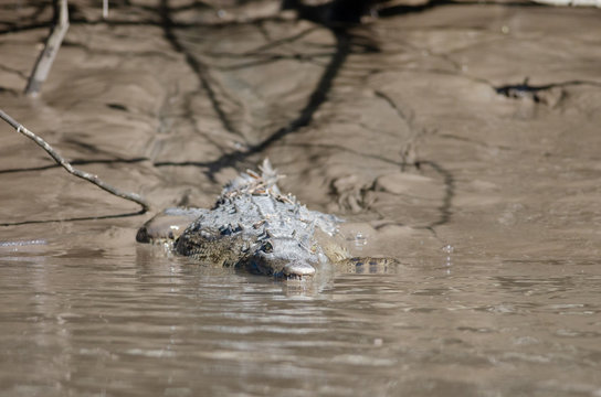 American crocodile (Crocodylus acutus) in Palo Verde national park, Costa Rica