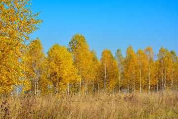 Fototapeta premium Birch grove with golden leaves in the fall on a sunny day