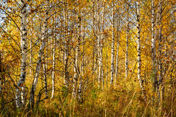 Obraz premium Birch grove with golden leaves in the fall on a sunny day