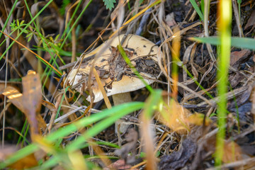 Mushroom grows in the grass