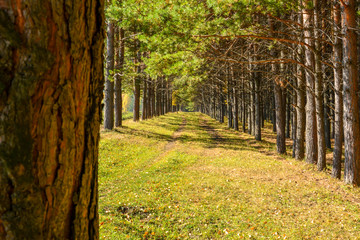 Naklejka premium Road in a pine forest