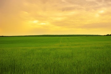 Green grass field under orange cloudy sky
