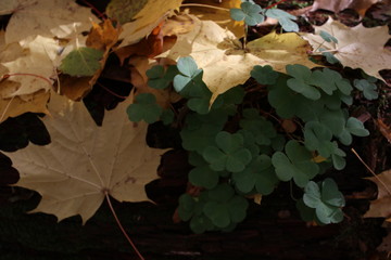  hare cabbage in the automn forest