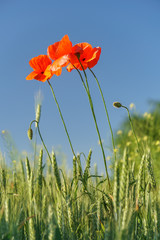 Red poppies in the morning light. Polyana with red poppy flowers on a green blur background. A lonely poppy flower. Field of poppies
