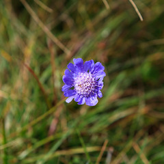 Flora on the slope of Mount Elbrus in the North Caucasus in Russia.