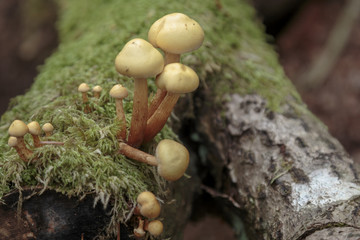 Mushrooms in the forest near Haines Alaska
