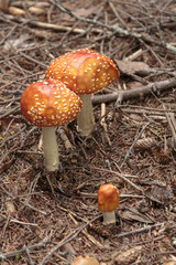 Mushrooms in the forest near Haines Alaska