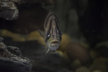 Coius microlepis