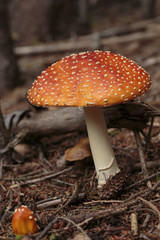 Mushrooms in the forest near Haines Alaska