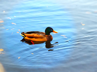 duck in water