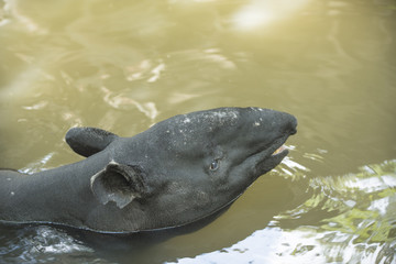 Fototapeta premium Malayan Tapir animal