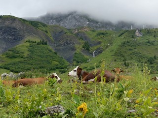 vaches abondances en alpage 