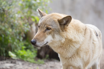 Grey wolf. Grey wolf is a species of predatory mammals from the family of dogs.