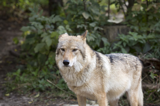 Grey wolf. Grey wolf is a species of predatory mammals from the family of dogs.