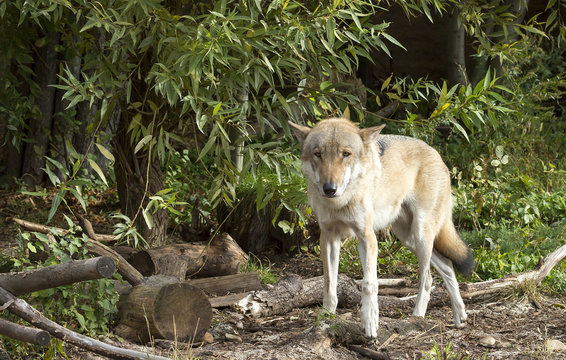 Grey wolf. Grey wolf is a species of predatory mammals from the family of dogs.