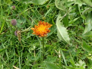 Fleur de montagne Crépide Dorée