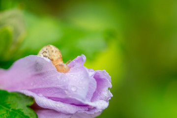 Snail on a petal of closed pink flower covered with rain drops. Close up of snail on flower in garden