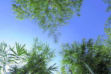 Look under the bamboo to look at the beautiful blue sky.