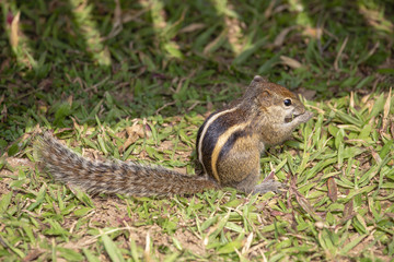 Variable squirrel or Finlayson's squirrel or Callosciurus finlaysonii, on the green grass in a Bangkok park. Thailand