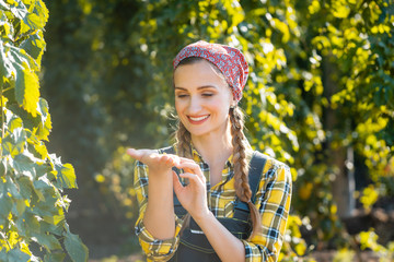 Farmer woman checking the quality of this years hops harvest in  the field