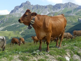 Fototapeta na wymiar Vache Tarentaise en Alpage