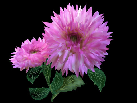 two pink dahlia blooms on black