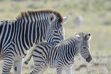 Plains zebra (Equus quagga) mother and foal on savanna, Kruger National Park, South Africa