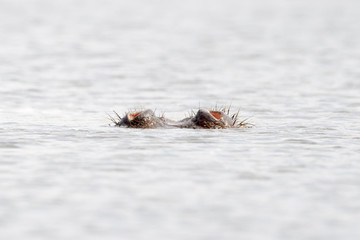 Hippo (Hippopotamus amphibius) breathing with only nose out of water from a pool, Kruger national park, South Africa.