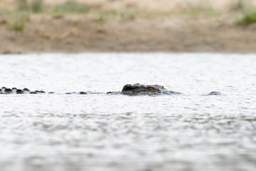 Nile crocodile (Crocodylus niloticus) resting in a river, Kruger National Park, Mpumalanga Province, South Africa