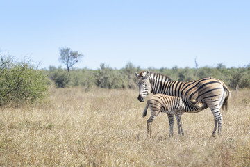 Plains zebra (Equus quagga) foal drinking from mother on savanna, Kruger National Park, South Africa © andreanita