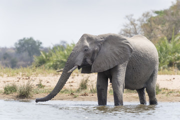 African Elephant (Loxodonta africana) drinking at waterhole, Kruger National Park, South Africa